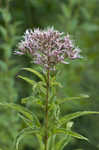 Joe Pye weed